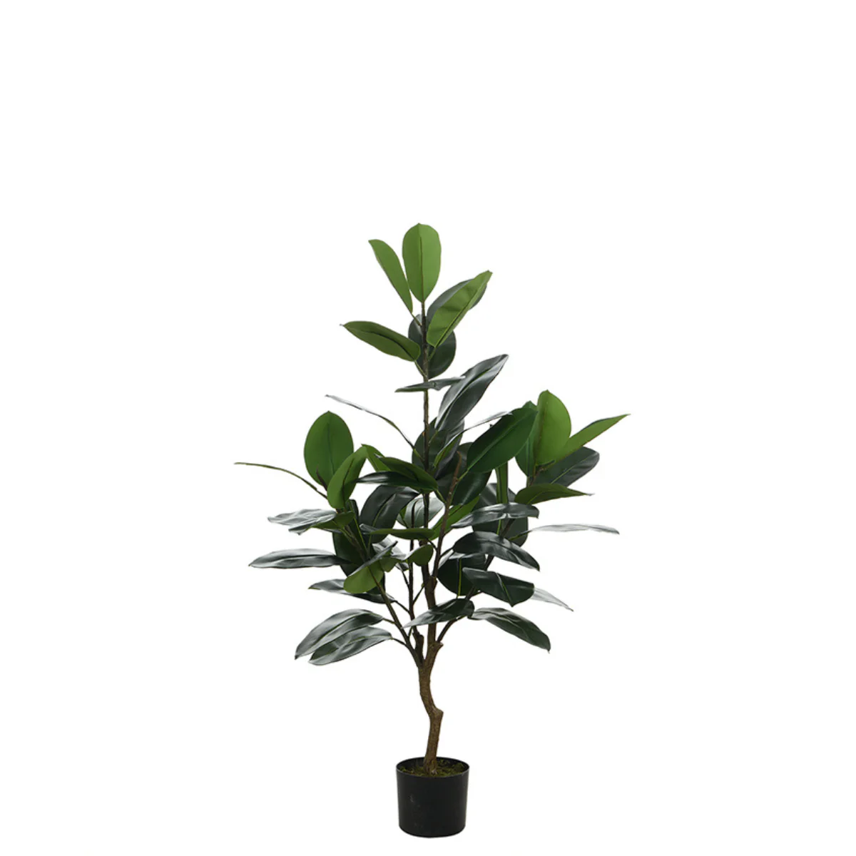 Nouveaux arrangements floraux